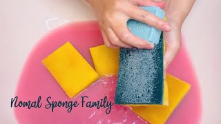 ASMR Sponge 703Normal Sponge Family [upl. by Nyrroc]