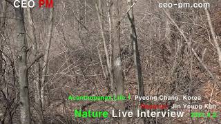 오가피 일생 1  Acanthopanax Life 1  Nature Live Interview  20210402  CEO PM [upl. by Ydissac]