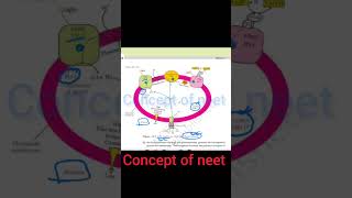 what is chemiosmosis theory chemiosmosis neetstrategy neet2024 ncertbiology conceptofneet [upl. by Christine]