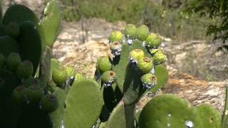 Palma Quipá  Cacto do Sertão  Bioma Caatinga [upl. by Renrut]