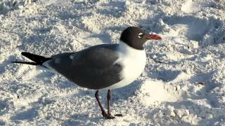 Laughing Gull [upl. by Nomyt]