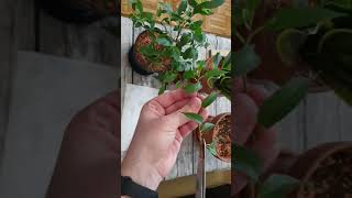 Taking Cuttings From Ficus Benjamina [upl. by Raasch]