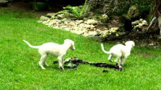 Borzoi Puppies Playing [upl. by Nirrol]