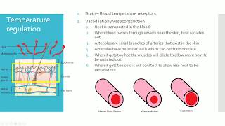 IGCSE BIOLOGY REVISION Syllabus 14 Hormones amp Homeostasis [upl. by Notnilc]