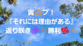 20241111 なんという勝利でしょう✨💯💮🎉勝利✨を祝福💚✨します！素敵な一日を✨明日はみんなにとって素敵な日になるよ✨ [upl. by Emelen]