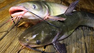 How to catch catfish  How to cook catfish  How to clean catfish [upl. by Vivianna212]