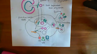 Influenza Virus  Replication Cycle Part 3 [upl. by Eloken]