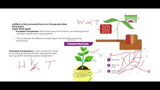 TRANSPIRATION amp ITS FACTORS 5090 O LEVEL BIOLOGY [upl. by Knorring]