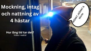 Hur lång tid  4 hästar mat mockning o nattning [upl. by Euqinu]