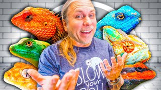 All My Lizards At My Reptile Zoo Full Tour [upl. by Dyan]