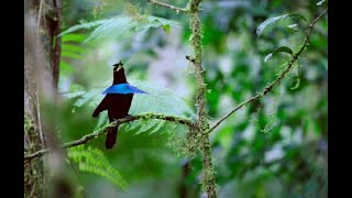 Dancing bird  Lophorina Niedda [upl. by Adnirol887]