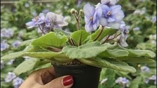 Mastering African Violet Propagation Made Easy [upl. by Luy967]