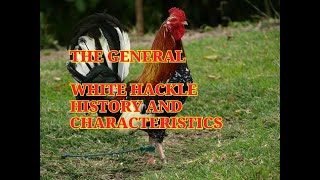 White hackle history and characteristics [upl. by Sirama935]