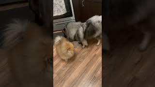 Pomeranian fighting a Keeshond Pom wins Lol 😆 Fluffy babies ❤️ [upl. by Edwine]