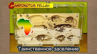 Таинственное заселение Африканских гигантов ● Camponotus fellah [upl. by Tnemelc616]