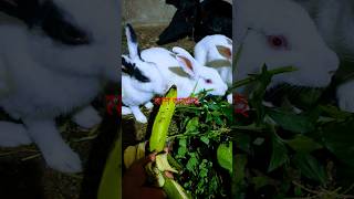 Rabbit sounds shorts video viralvideo you tube shorts video abutahamuhammadadnanlecture 🐇🐇 [upl. by Errised252]