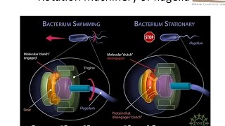 Rotation machinary of bacterial flagella [upl. by Heywood]