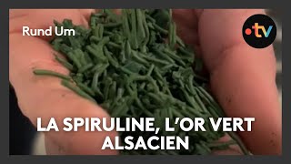 De la production de spiruline en Alsace [upl. by Ahsinauj]