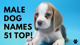 🐶 Male Dog Names ♂️ 51 BEST 🐾 CUTE 🐾 UNIQUE 🐾 TOP 🐾 Ideas  Names [upl. by Ydolem]