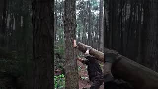 bushcraft build camp camping survival shelter wildlife skills lifehacks forest [upl. by Fritzsche]