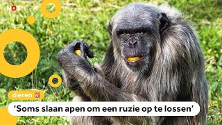 Chimpansee doodgegaan na gevecht in dierentuin [upl. by Huan]