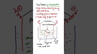 Gene Transfer by Electroporation shorts biotech [upl. by Athallia807]