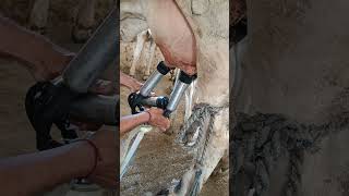 Delevel milking mashine for animal milkingmachineforcow milking animals viralvideo viralshorts [upl. by China]