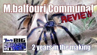 M balfouri Communal Review and FAQ [upl. by Toft]