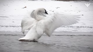 Sioux Falls Trumpeter Swans [upl. by Bivins]