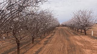 Almond Pollination 2024 [upl. by Rettig985]