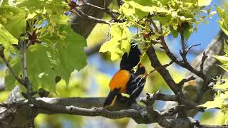 Baltimore Oriole Singing Sounds Call [upl. by Nagam]