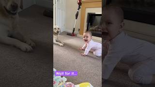 Baby Rania’s First Conversation with Our Labrador RetrieverFlafy 🐶👶Heartwarming BabyandDogMoment [upl. by Blus]