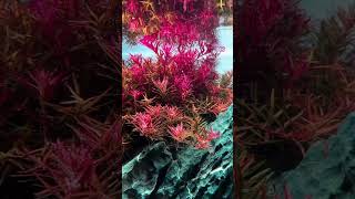 Rotala on pearling mode aquarium aquarius aquascapegallery [upl. by Shelba]