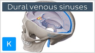 Dural venous sinuses preview  Human Anatomy  Kenhub [upl. by Annawik]