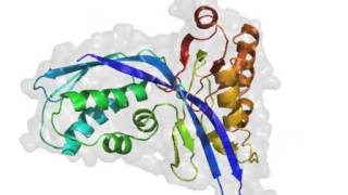 The dynamics of protein structure pdb1UEK [upl. by Sinegra896]