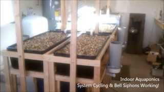 Indoor Aquaponics  System Cycling and Bell Siphons Working [upl. by Ahsinad]