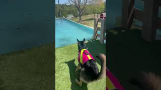 Nova Learns to Dock Dive dog dogtrainer servicedog puppy dockdiving dogsports [upl. by Aseral]