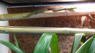 Phelsuma cepediana pair negotiating place in basking spot [upl. by Notnroht]