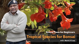 53 Tropical Species For Bonsai  Common Indoor Bonsai  Bonsai Trees for Beginners [upl. by Orenid]