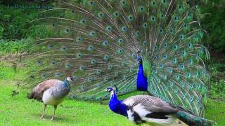 AMAZING WHITE PEACOCK DANCE •❥ BLUE WHITE PIED PEACOCK [upl. by Notelrahc692]