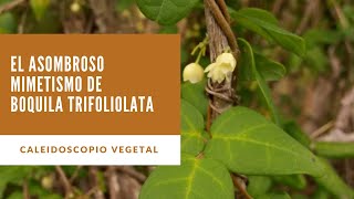 El Asombroso Mimetismo de Boquila Trifoliolata [upl. by Warms]