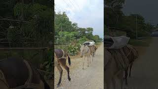 Arriero Miraflor Bota Caucana shor shorts arrieros tourism tour travel walking campesinos [upl. by Greff]