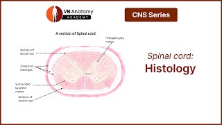 Spinal Cord Histology [upl. by Alegnave]