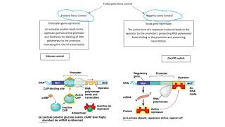 Gene regulation in eukaryotes [upl. by Roshelle]