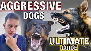 How To Stop Dog Aggression for Everyday People The Ultimate Guide [upl. by Arted]