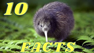 10 fun facts about kiwi birds [upl. by Vogele778]