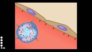 The Basic Inflammatory Response [upl. by Notniuq]