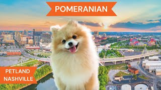 Pomeranian Breed Highlights [upl. by Oikim]