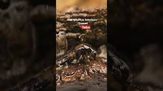 Unparalleled video Incredible Survival of Devil Beetle Frozen Animals Documentary voice over [upl. by Enilraep356]