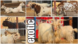 Exotic Bakro Ka Shaandaar Collection at MD Goat Farm Mumbai [upl. by Wahs578]